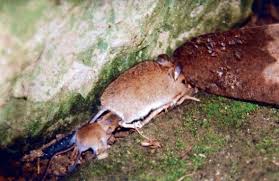 Mäuse sind ungeziefer, welches niemand gern im haus haben möchte. Kw 3 Die Maus Im Haus