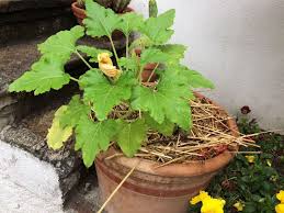 Pourquoi Mes Pieds De Courgettes Ne Font Que Des Fleurs Males Et Donc Pas De Courgettes Jardin De Legumes Jardin Potager Fleurs De Courgettes