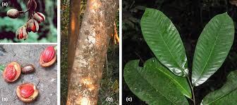 Image result for Anemia angolensis