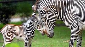 Image result for zebra