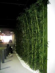 Black Bamboo Plants For Sale Gauteng Bamboo Wall Plants Bamboo Plants Landscaping Plants