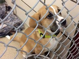 We are proud that our hospital can treat all kinds of pets, such as dogs, cats, birds, and exotic animals, with excellent quality services. Dogs Available For 25 During Animal Care Control Pre Black Friday Sale