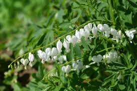 Bleeding heart plants grow larger over time eventually developing into big clumps. Bleeding Heart Flower Planting Growing Care Guide Garden Design