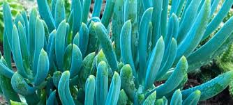Image result for Senecio letouzeyanus