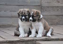Maybe you would like to learn more about one of these? Puppies Central Asian Shepherd Dog Alabai Puppies Alaby Central Asian Avar Gayar Gayas Chp All Biz