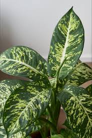 If too many rays has shriveled your plants in the past, opt for sun lovers like yucca,. Most Resilient Indoor Plants The Houseplant Urban Jungle Blog