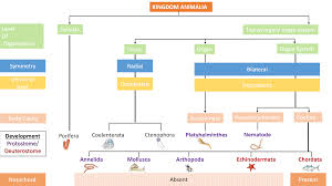 Animal Kingdom Simplified Biology