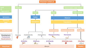 animal kingdom simplified biology