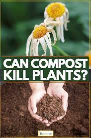 Can Compost Kill Plants Garden Tabs