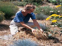 Once you've got the weeds out of your garden, keep them from coming back with a 3 layer of mulch. Weed Prevention Tips 6 Common Mistakes To Avoid This Old House