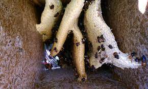 Steve has over 20 years of humane bee capturing and bee removal experience for both commercial and residential locations. Los Angeles Bee Removal Humane Bee Removal In The Los Angeles Area