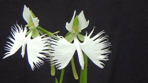 Image result for Habenaria afra