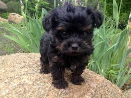Black And White Yorkie Poo Puppies For Sale Could This Little Yorkie Poo Be Any Cuter Yorkie Poo Puppies Yorkie Poodle Yorkie Poo