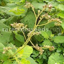 Image result for Wigandia urens