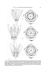 Image result for Schlechterina mitostemmatoides