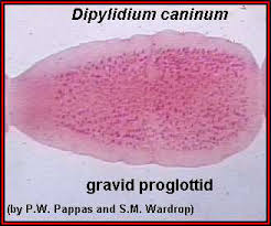 Each proglottid will eventually contain about a. Https Nanopdf Com Download Dipylidium Caninum Pdf
