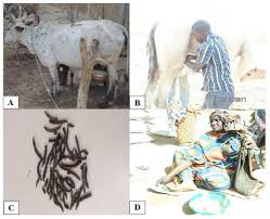 Mastitis test in intrammary streptococcus agalactiae and staphylococcus aureus infection of camels. Urban Science Free Full Text Milk Production And Sanitary Risk Along The Food Chain In Five Cities In Burkina Faso Html