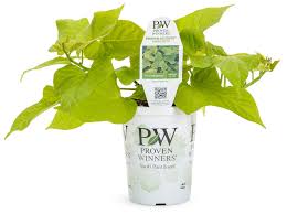 Image result for Ipomoea batatas pots