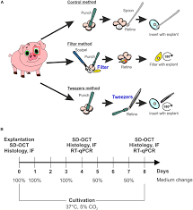 Kitchen & bath fixtures light bulbs lighting & ceiling fans measurement & layout tools painting supplies & wall treatments power & hand tools rough plumbing safety & security equipment storage & home organization welding & soldering supplies Frontiers Novel Porcine Retina Cultivation Techniques Provide Improved Photoreceptor Preservation Neuroscience