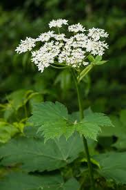 Image result for Heracleum