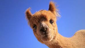 The woman, whose name was not released, was killed saturday at her familys sheep and cattle ranch near mitchell, 350 miles west of t. Australian Woman Hospitalised After Vicious Alpaca Attack Newshub