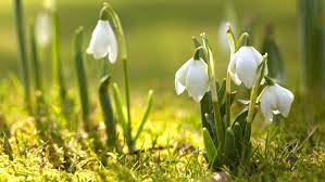 Snowdrop Late Winter To Early Spring Flowers Flower Meanings Pictures And Photos Spring Flowers Wallpaper Facebook Cover Photos Flowers Spring Flowers