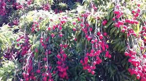 Champ De Letchis Litchi A La Reunion Colipays Champs La Reunion Spot Publicitaire