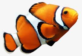 Free Clown Fish Clip Art with No Background - ClipartKey