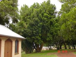 Image result for Elaeodendron croceum