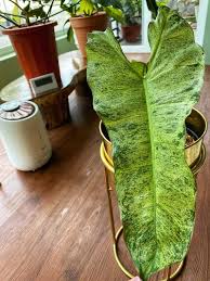 Philodendron Marina Ruy Barbosa Paraiso Verde Free Dhl Express Shipping And Phytosanitary In 2020 Expressions Barbosa Philodendron