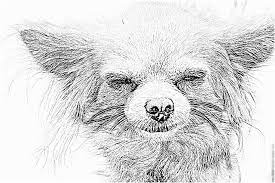 10 adorable coloriage chihuahua images image de couche winni