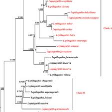 Image result for Lepidagathis randii