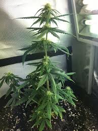A minimum size would be a 10 gallon pot. Happy Frog Soil And Adding Nutes Thcfarmer Cannabis Cultivation Network