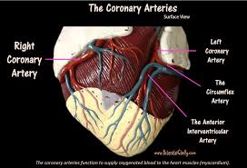Each major type of blood vessel: The Vessels Of Blood Circulation Scientist Cindy