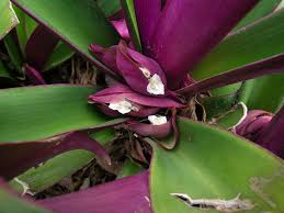 Image result for Commelinaceae