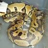 Is it okay for my ball python to shed in pieces? Https Encrypted Tbn0 Gstatic Com Images Q Tbn And9gctwu Zpeyvhtsmqj3kdfvrqpugceytuvltkvslw Jd62bptftpx Usqp Cau