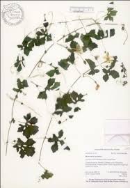Image result for Momordica pterocarpa