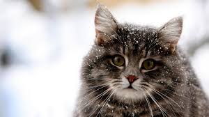 Machen sie einen rechtsklick auf eine beliebige freie stelle ihres desktops und wählen im menü anpassen aus. Winter Tier Hintergrunde Katze Desktop Hintergrund 1920x1080 Wallpapertip