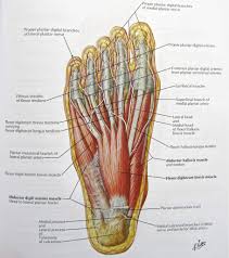 Foot Nerves Anatomy Pictures Diagram Of Nerves In Foot