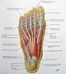 foot nerves anatomy pictures diagram of nerves in foot