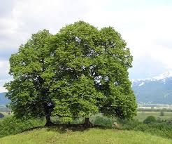 Image result for Tiliacora funifera