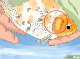 My Betta Jumped Out Of Her Tank...Still Alive :( | Freshwater Fish Disease  And Health Forum
