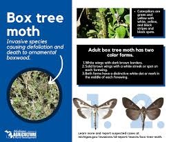 Image result for caterpillar box tree moth inside buxus plant