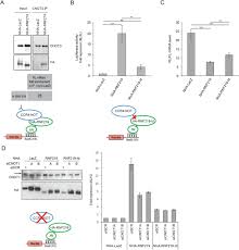 We would like to show you a description here but the site won't allow us. Rnf219 Regulates Ccr4 Not Function In Mrna Translation And Deadenylation Biorxiv