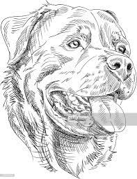 Stock Illustration Rottweiler Dog Drawing Dog Sketch Dog Drawing Rottweiler Tattoo