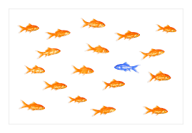 Sarah palin dramatically says, only dead fish goes with the flow! she makes a point. Only Dead Fish Go With The Flow Final Cut Foto Bild Fun Montagen Quatsch Fun Digiart Bilder Auf Fotocommunity