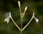 Image result for Rhinacanthus zambesiacus