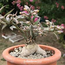 Image result for Monadenium