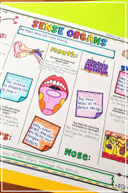 Sense Organs Activity Free Teach Your Grade 4 5 And 6 Students How The Five Senses Are Connected To The Nervous Sy Sketch Notes Senses Human Body Systems