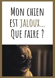 Mon Chien Est Jaloux Que Faire Chien Nom De Chien Animaux